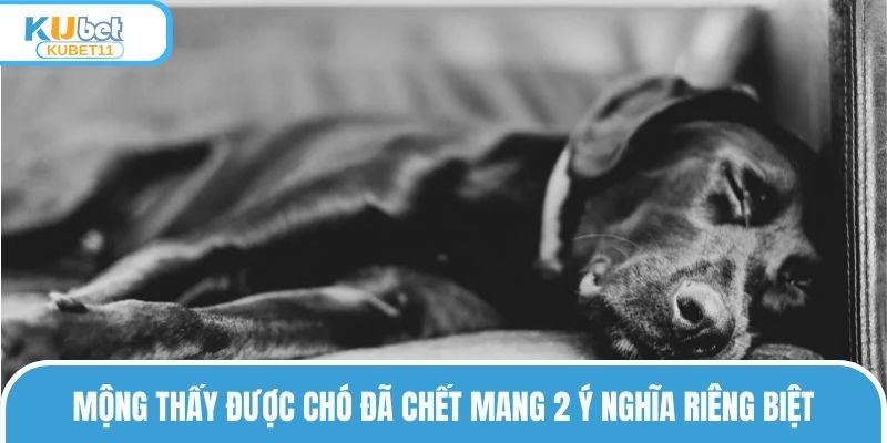 Mộng thấy được chó đã chết mang 2 ý nghĩa riêng biệt