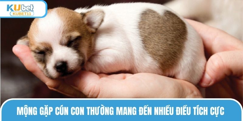 Mộng gặp cún con thường mang đến nhiều điều tích cực