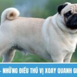 Mơ Thấy Chó – Những Điều Thú Vị Xoay Quanh Giấc Chiêm Bao