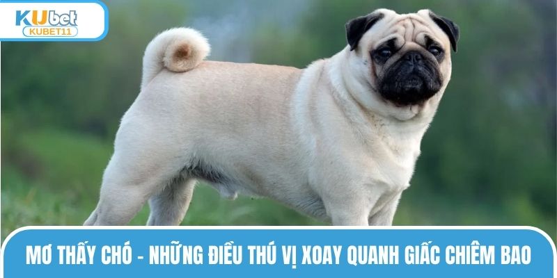 Mơ Thấy Chó – Những Điều Thú Vị Xoay Quanh Giấc Chiêm Bao